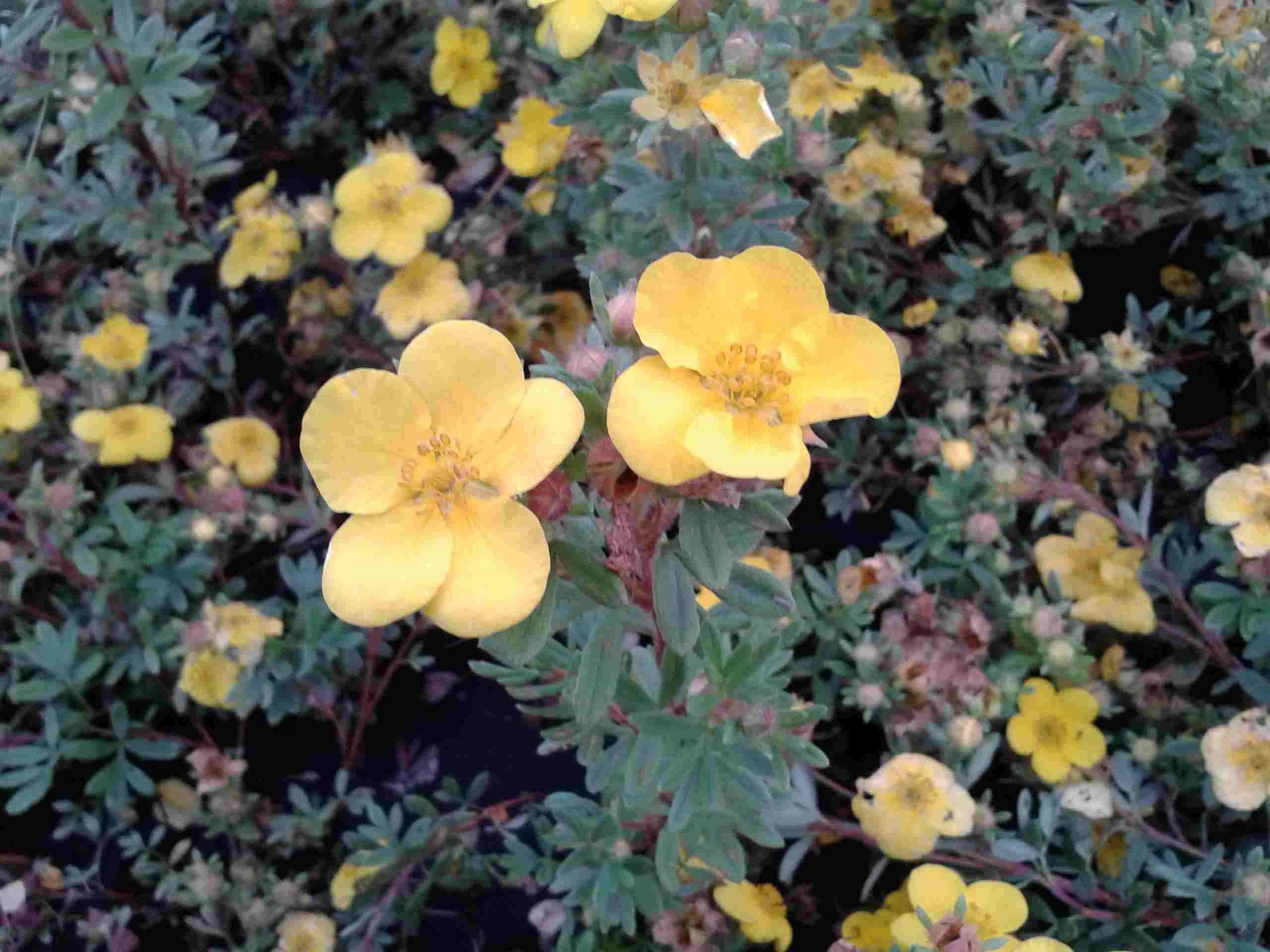 Potentilla fruticosa Goldtepich.jpg